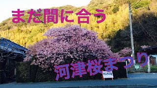 河津桜まつりまだ間に合いますよ～！３/１０まで開催中！　伊豆　北川温泉　星ホテル