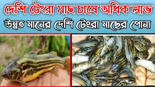 দেশি ট্যাংরা মাছ চাষ পদ্ধতি, ও দিগুণ লাভ, Desi tangra and  fish farming method.