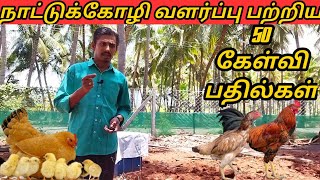 nattu koli valarpu tamil|நாட்டுகோழி வளர்ப்பு முறை|nattukozli