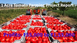 1-Acre Tomato Farming Project Report  | Costs \u0026 Profits  | Agri Farming