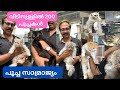 വീടിനുള്ളിൽ 200 ൽ അധികം പേർഷ്യൻ പൂച്ചകൾ Persian Cat Farm Kerala