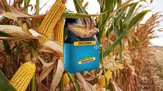 DEKALB  DKC 6980 AZERBAYCAN 2023[4K][Beyləqan][Qargıdalı][Hasat]