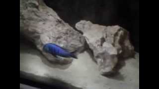 video 2015 10 01 Placidochromis sp\