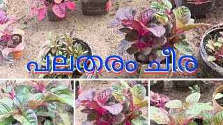 ഉഷാർ 🌱 ചില ചെറിയ പാത്രങ്ങളിലെ ചീര മണ്ണ് ടൈറ്റായി വെള്ളം ഇറങ്ങാതെ വാടിയതും ബക്കറ്റിൽ നട്ടത്