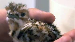 Six Day Old Chick - Buff Crested Bustard Hand Raised By Houston Zoo Keepers