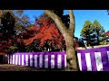 kyoto japan relax walk beautiful autumn leaves at kitano tenmangu shrine november 28 2022