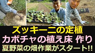 ズッキーニの定植　ウリハムシ対策　かぼちゃの植え床　をつくる！　自然農法の夏野菜の畑作業がスタートです！！