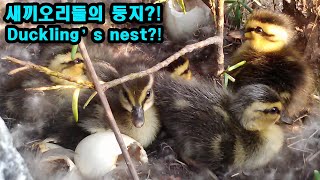 시즌1 1화 - 새끼오리들과의 첫 만남 (Season 1 Episode 1 - First meeting with ducklings)