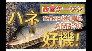 12/2西宮ケーソン釣果　ハネマイワシサヨリ　フィッシングマックス芦屋店