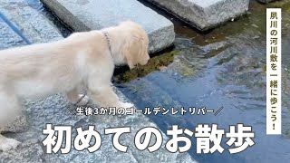 【初めてのお散歩】生後3ヶ月ゴールデンレトリバー子犬の夙川散歩デビュー