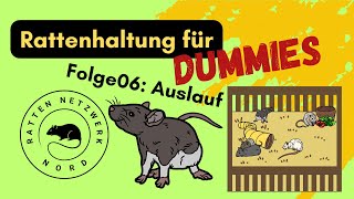 Rattenhaltung für DUMMIES - Folge 06 - Der Auslauf - Rattennetzwerk NORD