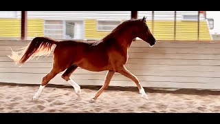 Amazing Arabian Stallion for sale