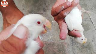 Birds ki Juon Ka Khatma | Birds Mites | Parrots Lice Treatment in Minutes Video Urdu/Hindi