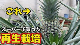 【超簡単】誰でもできる！スーパーで買ったパイナップルを再生栽培するための育て方と、注意点と心構えについて解説します【家庭菜園】