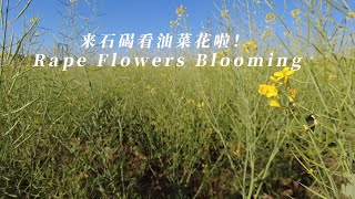 来石碣看油菜花啦！【Rape Flowers Blooming in Shijie Town, Dongguan】