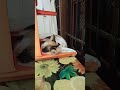 ഒന്ന് എണീക്ക് അണ്ണാ funny shorts sleeping cat catlover catgram