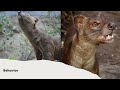 meet the fossa the elusive hunter of madagascar