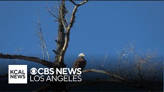 Firefighters save bald eagle nest from Airport Fire