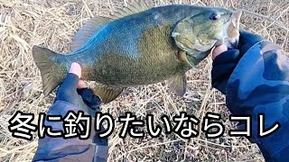 【冬のスモールマウスバス】どうしても冬に釣りたいならコレ