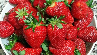 طريقتي فالاحتفاظ بالفراولة🍓🍓 او لفريز لرمضان انشاء الله