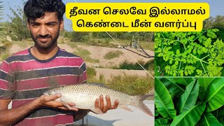 தீவன செலவே இல்லமால் கெண்டை🐟மீன் வளர்ப்பு | No feed cost,🐟Carp fish farming | #தமிழ் #tamil #fishfarm