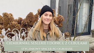 Cięcie ciemierników i seslerii | zaglądamy do donic z cebulowymi | spacer po ogrodzie