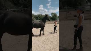 Désensibilisation cheval à la Chambrière