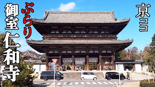 【京都おすすめ】圧巻！　ぶらり 世界遺産 御室仁和寺【京のココ見といやす】【京都観光旅行】