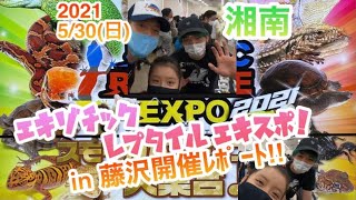 レプタイルエキスポ公式チャンネル2021/5/30(日)藤沢開催レポート‼︎ Exotic Reptile Expo in Shonan Fujisawa‼︎