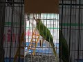 My talking parrot mithu