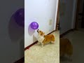 Dog balloon challenge part 2 #shorts #short #trending #viralshorts #respect #sad #tamil #fact #funny