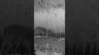 Thermal infrared camera makes corn look white// #2023 #summer #new #corn #hunting #twilight #deer