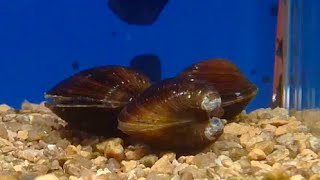 ヤマトシジミ　Asian clam  Corbicula japonica