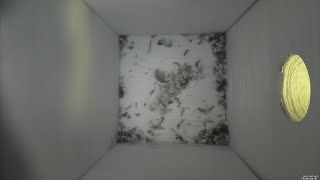 Nestbox 20190309/14:00 - 517 frames with movement