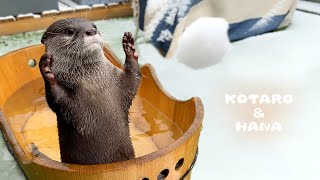 突然の雪にテンションあがったカワウソが思わぬ行動に　Otters See the First Snow of the Year!