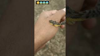 Danger snake 🐍 power full ખતરનાક સાપ હાથે કરડયો #snake #danger #animal #short #cobra #nagin