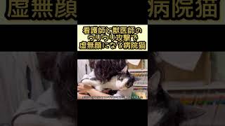 先生につかまって虚無顏になる猫【病院猫のれいちゃん】#shorts