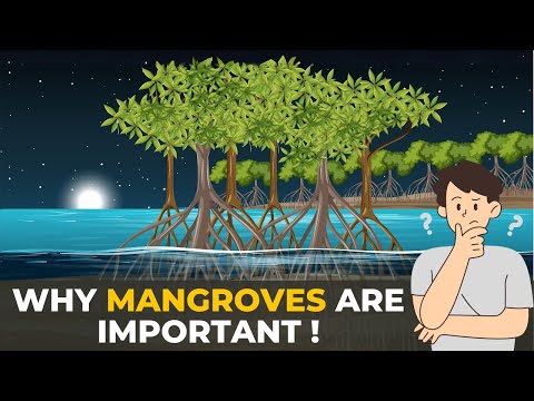 Why are mangrove forests important to the Earth as a whole?