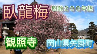 観照寺 臥龍梅 樹齢200年超 岡山県矢掛町 20210214