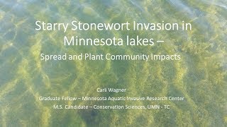 Starry Stonewort \u0026 Lake Koronis