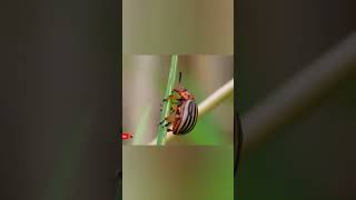 Insects Sting and burn #shorts #feedshorts #insects #animals #natgeo #amazing #dunk #beetle #4k #up