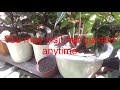 The rare plants of Norma’s garden, Part 3/Analyn Lopez/Plants care & sell