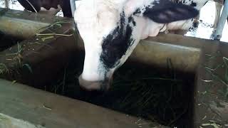 জাহান এগ্রো পোল্ট্রি ফার্ম গাভী।#viral #agro #cow #গাভী #গাভীর_খাদ্য_তালিকা #কৃষি_দিবানিশি