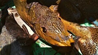 Crocodile Fish | Rare Fish Species in Lake Tanganyika Burundi | crocodile Fish found in Tanganyika