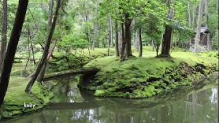 西芳寺/苔寺の苔庭 💚Moss Garden💚 苔寺苔寺京都