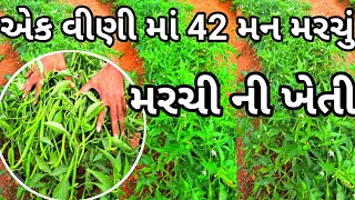 મરચી ની ખેતી | 9099247834 |એક વીણી માં 42 મન મરચું | marchi ni kheti | mirch ki kheti |#મરચી #marchi