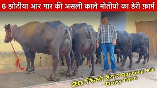 6 झोटीया सेल के लिए #Randeep Malik Dairy farm #धमाका 20 किलो दूध तैयार।