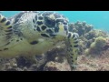 Spectacular Diving at Azura Benguerra Island