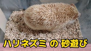 ハリネズミのたわしさん 穴掘り 声変わり