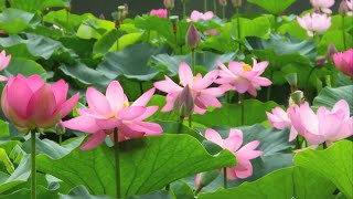 Lotus flower in Chiba Park - 千葉公園 蓮の花 #travel #japan #lotus #flower